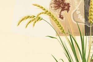 Botany of Eragrostis Tef