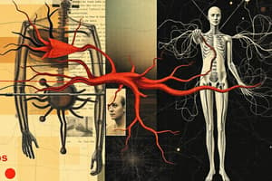 Peripheral Nervous System Overview