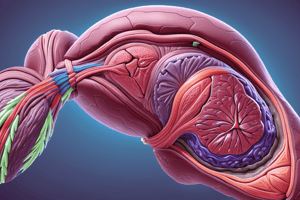 Anatomy of the Spleen: Match Exercise