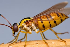 Insect Nutrition and Digestion