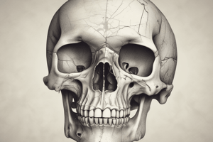 Skull Anatomy Quiz