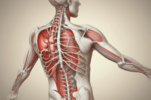 Rubrospinal Tract and Decorticate Posture