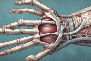 Colles' Fracture Anatomy