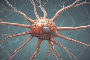 Neuron Structure and Function