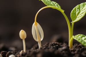 Seed Longevity and Germination Quiz