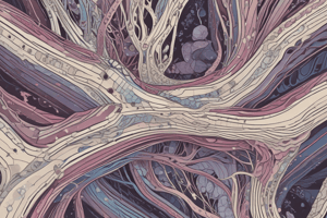 Structure and Function of Connective Tissue