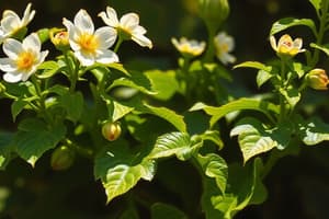 Fenoles y Ácidos Fenólicos en Botánica