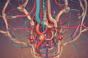 Nephron Structure: Glomerulus and Arterioles