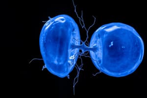 Biology Meiosis vs Mitosis Quiz