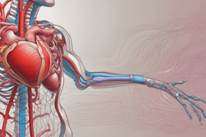 The Heart's Structure and Function