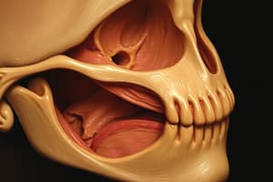 Development of Face and Palate Overview