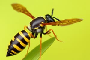 Asian Hornet Identification Quiz