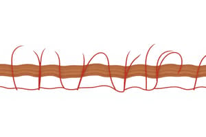 Bio 201 Module 2   Integumentary system  Hair Types and Structure part 2