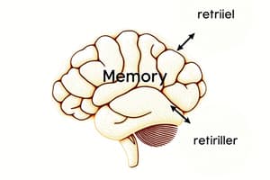 Psychology Memory Overview