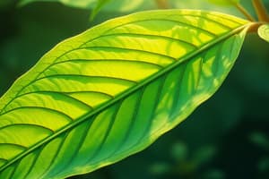 Plant Biology: Leaf Structure Overview