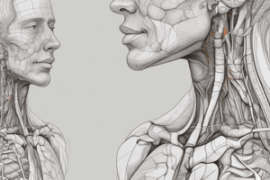 Anatomy of the Neck: Arteries and Glands