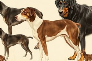 Dog Breeds: Herding Group Flashcards