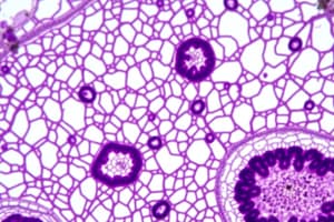 Types of Epithelium Quiz