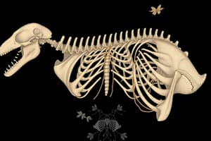 Biology Chapter 7: Skeletal System