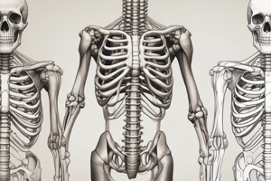 Anatomy of the Sternum