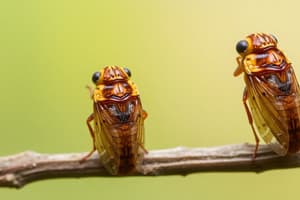 Cicada Broods XIII & XIX: US emergence