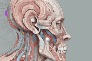 Anatomy of the Ear Quiz