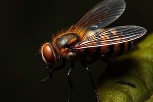 Diptera: Fly Scientific and Common Names