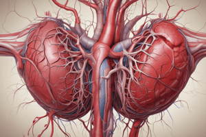 Coronary Arteries Anatomy