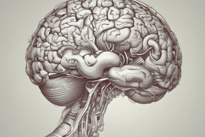 Anatomy of Human Brain: Right Hemisphere