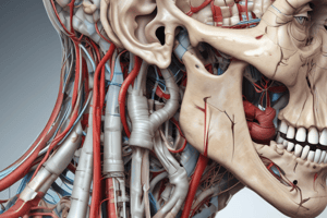 Mandibular Nerve Anatomy