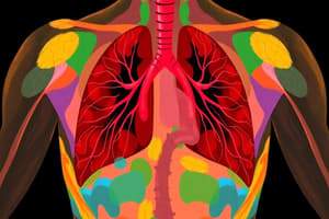 Biology Chapter: Human Respiratory System