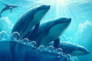 Marine Biology and Cetaceans Quiz