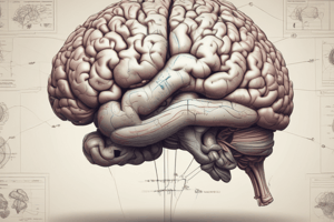 Lecture 5 - Brain A+P2