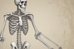 Skeletal System Overview