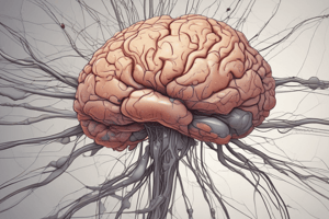 Neurophysiology Pt 3 Quiz