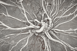 Neurofisiología: Sistema Nervioso Central y Periférico