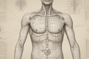 Acupunctura Puncta