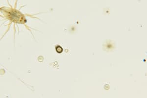 Protozoa Characteristics and Reproduction