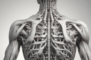 Types of Body Joints