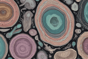 Deuterostome Development and Cleavage