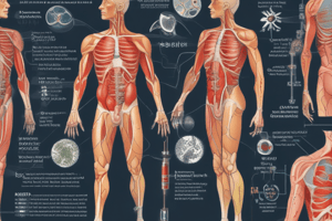 Acid-Base Balance in Human Body