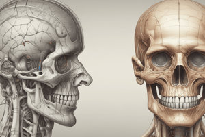 Anatomie du cerveau et de l'œil