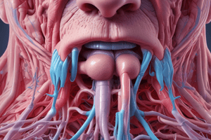 Respiratory System: Nose Anatomy and Functions Quiz