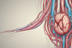 Urinary Anatomy