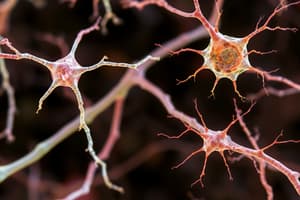 Neuroscience: Types of Neurons and Glial Cells