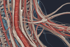 Spinal Cord Blood Supply and Tracts Quiz