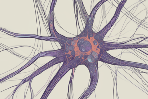 Nervous System Overview