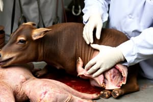 Antemortem Inspection in Slaughter Animals