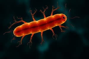 C.elegans Cell Division Mechanisms