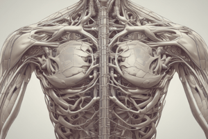 Anatomy of Brachial Plexus